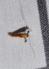 Caloptilia packardella