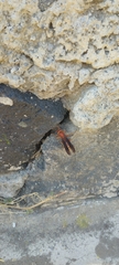 Polistes mexicanus