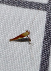 Caloptilia packardella