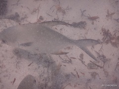 Trachinotus falcatus