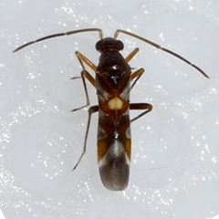 Sericophanes heidemanni