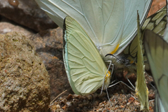 Pseudopieris nehemia