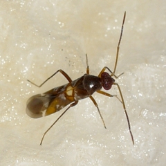 Sericophanes heidemanni