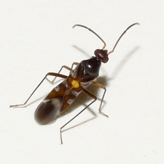 Sericophanes heidemanni