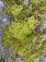 Racomitrium elongatum