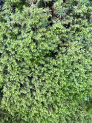 Racomitrium elongatum