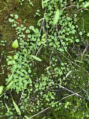 Cardamine flexuosa