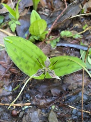 Scoliopus bigelovii