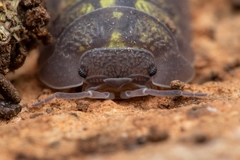 Armadillidium granulatum
