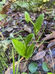Scoliopus bigelovii