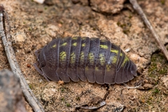 Armadillidium granulatum