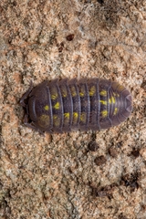 Armadillidium granulatum
