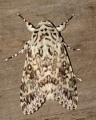 Lichnoptera