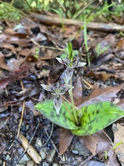 Scoliopus bigelovii