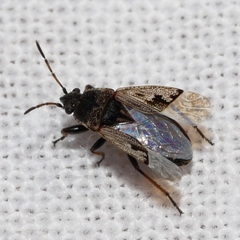 Sphragisticus nebulosus