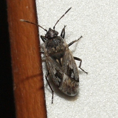 Sphragisticus nebulosus