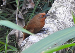 Phacellodomus erythrophthalmus