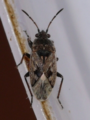 Sphragisticus nebulosus