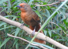 Phacellodomus erythrophthalmus