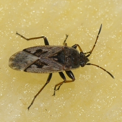 Sphragisticus nebulosus