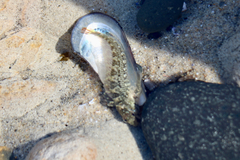 Hypsoblennius gilberti
