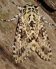 Lichnoptera