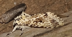 Lichnoptera