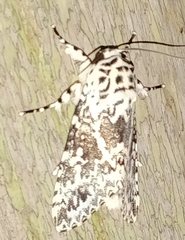 Lichnoptera