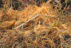 Cuscuta californica