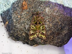 Ichneutica chlorodonta