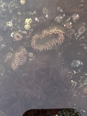 Anthopleura