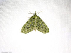 Tatosoma monoviridisata
