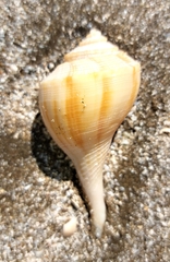Buccinoidea