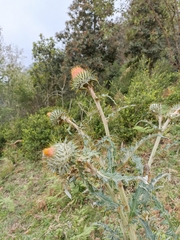Cirsium subcoriaceum