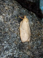 Proteodes carnifex
