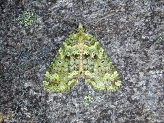 Austrocidaria callichlora