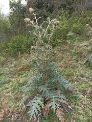 Cirsium subcoriaceum