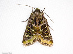 Ichneutica chlorodonta