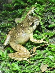 Serranobatrachus