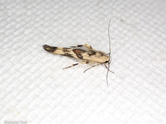 Stathmopoda melanochra