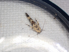 Stathmopoda melanochra