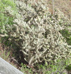 Cylindropuntia prolifera