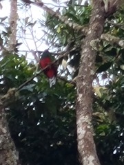 Pharomachrus fulgidus