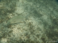 Trachinotus falcatus