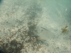 Trachinotus falcatus