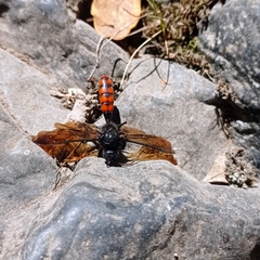Elaphroptera