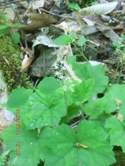 Tiarella