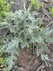 Glandularia gooddingii