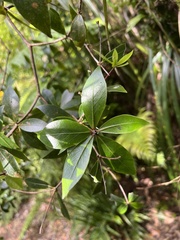 Pittosporum cornifolium