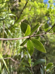 Pittosporum cornifolium